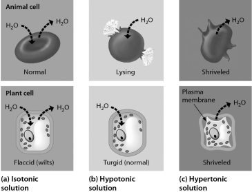 Examine the cells below.Cells with a higher concentration of ions than the surrounding medium tend to ________.   A)  stay about the same size and shape B)  expand C)  shrink D)  divide