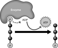 Art Questions    -What does the figure below show?   A)  the synthesis of ADP B)  the breakdown of ATP to perform cellular work C)  the removal of a phosphate group from ADP D)  the synthesis of ATP through the addition of a phosphate group