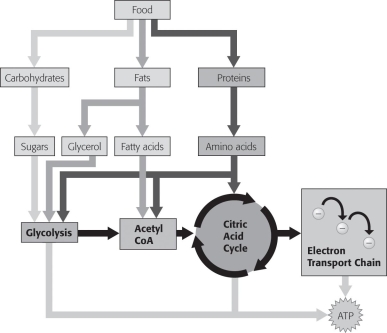 Art Questions    -Which of these shown in the figure below does NOT begin cellular respiration in the cytoplasm?   A)  amino acids B)  fatty acids C)  glucose D)  glycerol