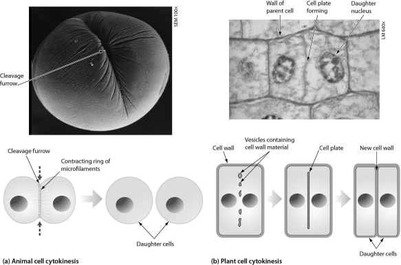 <strong>As shown in the following figure,plant cell cytokinesis differs from animal cell cytokinesis because ________.  </strong> A) plant cells produce more daughter cells B) plant cells form a cell plate and animal cells do not C) animal cells produce more daughter cells D) animal cells form a cell plate and plant cells do not <div style=padding-top: 35px> 