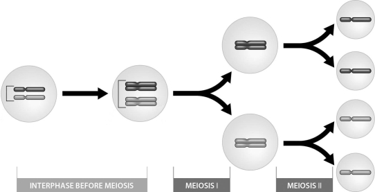 <strong>  The above figure shows that ________.</strong> A) meiosis results in the formation of four haploid daughter cells B) fertilization results in four haploid daughter cells C) the human 2n number is 4 D) meiosis forms diploid gametes <div style=padding-top: 35px> 