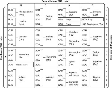 Examine the genetic code table shown below.The codon AGC codes for the amino acid ________.   A)  serine B)  arginine C)  threonine D)  alanine
