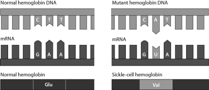 Consider the following figure.It illustrates that a single amino acid substitution in the hemoglobin gene ________.   A)  always involves adenine and uracil B)  may alter a protein so that it no longer functions properly C)  is a silent mutation D)  causes a nonsense mutation