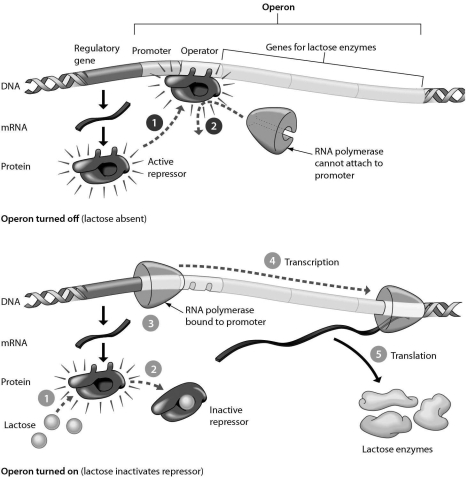 <strong>The lac operon is shown in the accompanying figure.Answer the following question after reviewing the figure.The lac operon is usually in the ________ position and is activated by ________.  </strong> A) on... the repressor B) off... lactose C) off... the repressor D) on... the promoter <div style=padding-top: 35px> 