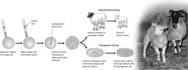 Consider the following figure,which outlines cloning by nuclear transplantation.Why does the clone NOT resemble the surrogate mother?   A)  The sperm came from a male donor, who would also pass some of his traits to the clone. B)  The embryonic cells are adversely influenced by the surrogate. C)  The DNA for the clone comes from the genetic donor, not the surrogate. D)  The nuclear material from the egg would influence the appearance of the clone.