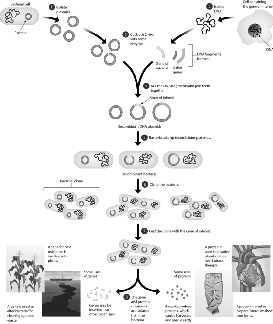 The following figure provides you with an overview of recombinant technology.The end result is a transgenic bacterium with a human gene that codes for marketable quantities of a human gene product.However,molecular biologists frequently have problems with the product.One problem might be ________.   A)  production of a human protein that is unable to function properly B)  formation of a bacterium that cannot synthesize the product C)  a bacterium with DNA that is resistant to restriction enzymes D)  formation of mutants