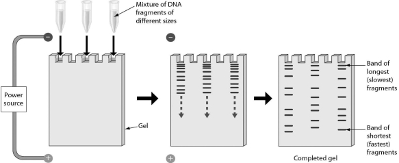 <strong>The following figure shows that gel electrophoresis can be used to separate repetitive DNA sequences.Gel electrophoresis separates DNA fragments because ________. </strong> A) double-stranded moves slower than single-stranded DNA B) of ratios of guanine to cytosine C) the DNA fragments have different lengths D) of the salt concentration in the gel matrix