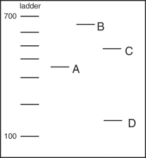 <strong> The gel shown above includes a DNA ladder that can be used to estimate the sizes of DNA molecules.The ladder increases in 100 nucleotide increments,from 100 to 700.Four DNA molecules have been separated on this gel (labeled A to D)) Which DNA molecule is the largest?</strong> A) DNA molecule A B) DNA molecule B C) DNA molecule C D) DNA molecule D