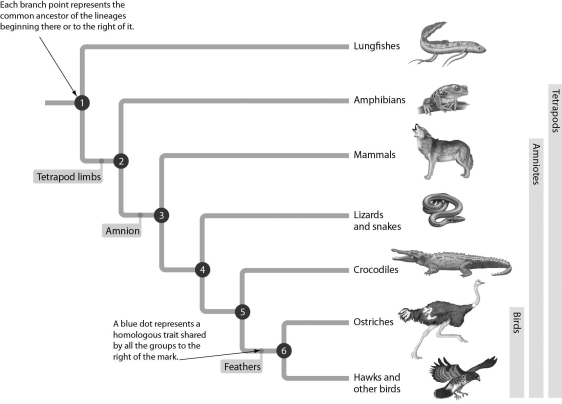 <strong>Examine the evolutionary tree below.This tree tells us that the amnion is found in ________. </strong> A) lungfishes and amphibians B) amphibians only C) mammals, lizards, and snakes only D) mammals, lizards, snakes, crocodiles, and birds