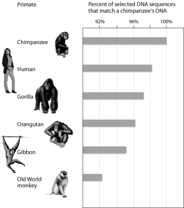 The figure below shows the percent of selected DNA sequences that match between a chimpanzee and other primates.These data support the hypothesis that ________.   A)  the chimpanzee's closest surviving relative is humans B)  chimpanzees and gibbons are the most closely related C)  orangutans are the primates least closely related to chimpanzees D)  Old World monkeys and gibbons are the most closely related