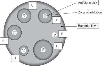 <strong>Read the following scenario to answer the questions that follow. In order to test the susceptibility of bacteria to an antibiotic, a common laboratory test called the Bauer-Kirby Disk Diffusion test is used. First, a petri dish (a shallow, circular, transparent dish with a flat lid) is partially filled with nutrient-enriched agar (a gelatinous material). The nutrients encourage growth of specific bacterial species. The agar is poured as liquid but then typically solidifies to a soft consistency. Once the agar is set, a lawn of bacteria is spread such that a thin layer covers the top of the agar. Antibiotics are then applied to the lawn in a small dose, often through small saturated paper disks. The dish is typically incubated for 24-48 hours and then observed for susceptibility. If the antibiotic is effective, it will kill the bacteria and leave a clear area called the zone of inhibition due to inhibited bacterial growth. The area starts at the source of the antibiotic and radiates outward. Scientists measure the diameter of the zone and then compare it to an established cutoff value for a zone specific to antibiotic/organism combinations. A large zone of inhibition in comparison to the standard indicates susceptibility while a small or no zone indicates resistance. Consider the following image, and answer the questions that follow: After rigorous testing,the Federal Drug Administration (FDA)must decide which of the four antibiotics to approve to fight a bacterial infection that results in high fevers and localized rashes.Which antibiotic do you predict that the FDA scientists will likely approve?</strong> A) A B) C C) E D) F