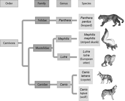 <strong>Examine the evolutionary relationships represented in the following figure.Based upon this diagram,the two most closely related species are ________. </strong> A) leopards and striped skunks B) leopards and European otters C) European otters and coyotes D) coyotes and wolves