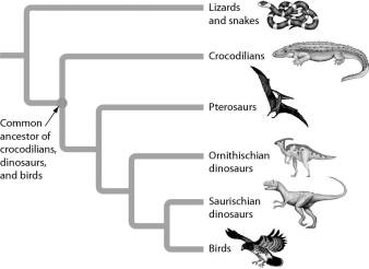 Examine the figure below.According to the figure,cladistic analysis indicates that crocodiles are more closely related to ________ than to ________.   A)  birds... pterosaurs B)  snakes... birds C)  Ornithischian dinosaurs… pterosaurs D)  birds... lizards