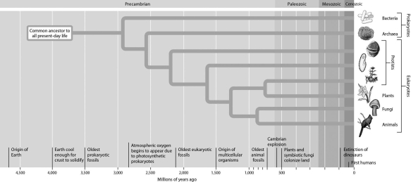 According to this evolutionary tree,the archaea and eukaryotes last shared a common ancestor ________.   A)  1.0 billion years ago B)  1.75 billion years ago C)  2.5 billion years ago D)  3.5 billion years ago