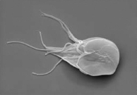   -If you were to view this organism with the right microscope you could see that the entire stalk is covered with smaller hairs than the ones on the opening.What might be the function of these smaller hairs on the stalk? A)  camouflage B)  movement C)  aerobic respiration D)  spore production