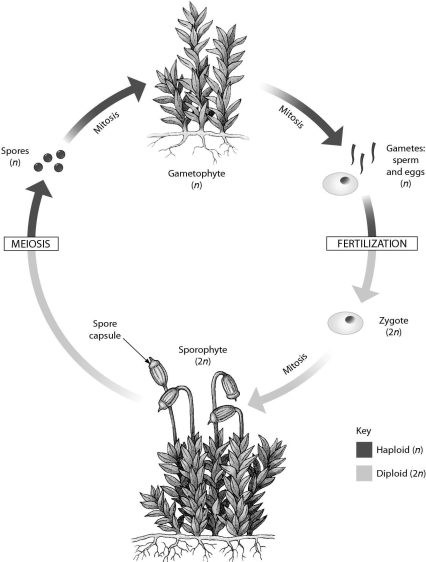 This diagram shows what process?   A)  origin of plants from green algae B)  alternation of generations C)  angiosperm life cycle D)  gymnosperm life cycle