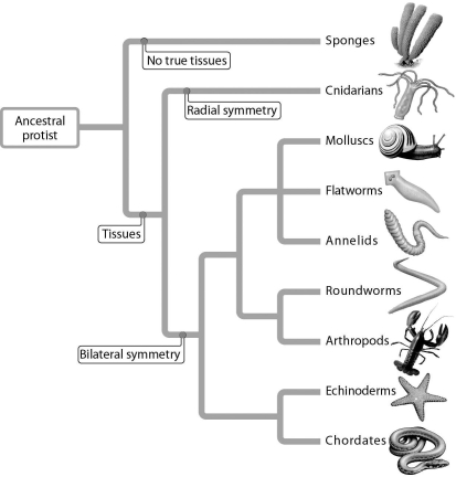 <strong>Art Questions According to the figure,which organism group demonstrates the most advanced body plan in reference to presence of tissue and symmetry?</strong> A) sponges B) cnidarians C) ancestral protists D) arthropods