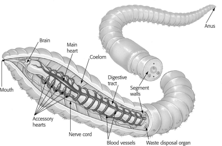 The segmented body of the worm below suggests that it is a(n) ________.   A)  annelid B)  arthropod C)  snake D)  roundworm
