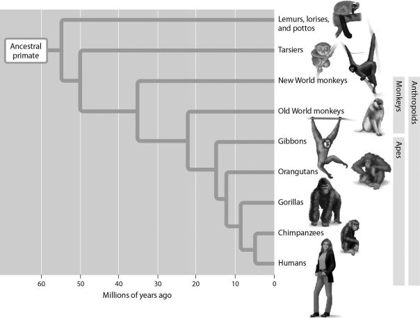 <strong> According to this evolutionary tree,how would you characterize a new anthropoid specimen discovered and estimated to be approximately 42 million years old?</strong> A) one that could be a New World monkey or an Old World monkey B) one that is likely a species of lemur C) one that is likely a species of tarsier D) one that evolved from a new ancestral primate