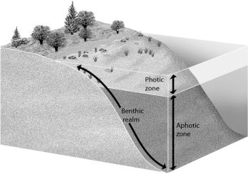 <strong>Examine the figure below.Phytoplankton live in the ________.  </strong> A) photic zone and aphotic zone B) aphotic zone C) benthic realm D) photic zone <div style=padding-top: 35px> 