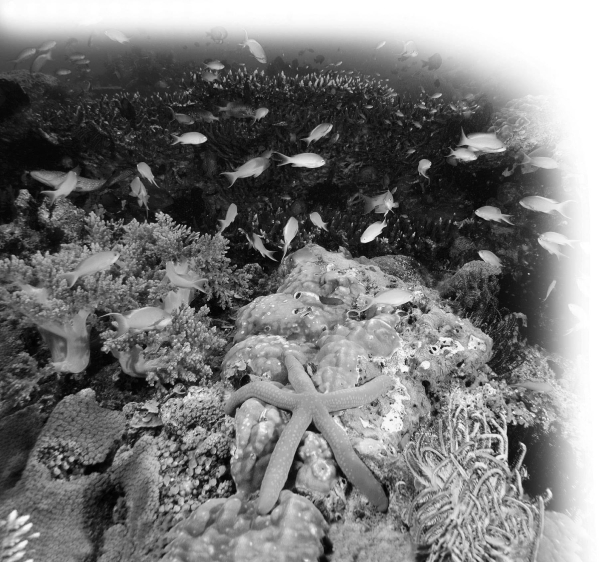 <strong>Please refer to the following art to answer the following questions. Refer to the accompanying figure.All of the living components of the coral reef represent a(n)________.</strong> A) population B) species C) community D) ecosystem
