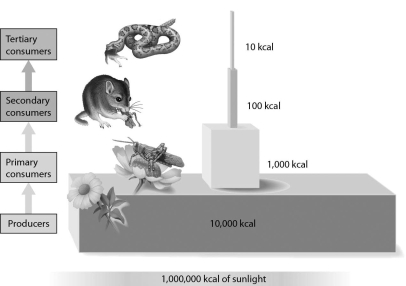 Refer to the following figure.If there were an additional trophic level that consisted of organisms that prey on snakes,about how much energy would be available to organisms at that trophic level?   A)  100 kcal B)  90% C)  1 kcal D)  10 kcal