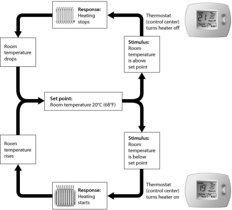 <strong> Examine the figure above that shows negative feedback in a thermostat.If the room becomes too warm,the next thing that will occur is ________.</strong> A) heating stops B) the set point decreases C) the room cools D) the heater is turned off