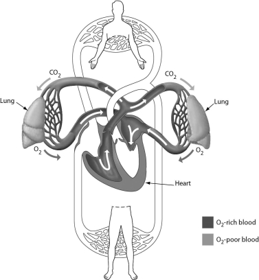 <strong>The following figure illustrates ________. </strong> A) diastolic blood pressure B) systolic blood pressure C) the pulmonary circuit D) the systemic circuit