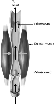 <strong>Please refer to the following art to answer the following questions. In varicose veins,the one-way flow of blood in veins is disrupted,which can cause swelling and blood clots.What might help return the blood flow in these veins to normal?</strong> A) Reduce physical activity. B) Raise legs above the level of the heart when resting. C) Remove valves from varicose veins. D) Stand or sit still for long periods of time.