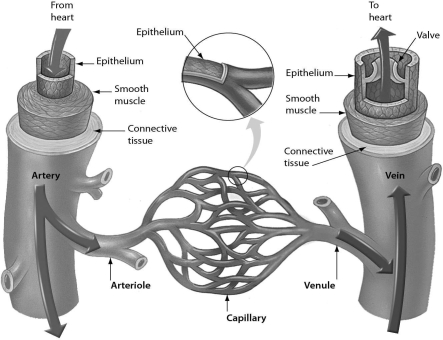 <strong>Examine the structure of blood vessels in the following figure.Which one of the following has the structure best suited to chemical exchange between the blood and tissues? </strong> A) venule B) capillary C) arteriole D) artery