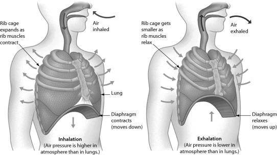 <strong>Examine the figure shown.During negative pressure breathing,________. </strong> A) the diaphragm moves downward and the rib muscles contract, increasing the size of the chest cavity and decreasing the air pressure within the chest cavity B) the nasal cavities expand and the diaphragm relaxes C) the diaphragm and rib muscles contract, decreasing the size of the chest cavity and increasing the pressure within the chest cavity D) the diaphragm moves downward and the rib muscles relax, increasing the size of the chest cavity and decreasing the air pressure within the chest cavity