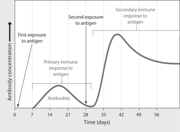 Suppose that the figure below shows the concentration of antibodies for an antigen produced by Clostridium tetani,a bacterium that causes tetanus.What could trigger the increase in antibody production marked by the arrow?   A)  a decrease in antigen concentration B)  an increase in histamine production C)  an initial exposure to Pseudomonas aeruginosa, a bacterium that causes pneumonia D)  a second exposure to Clostridium tetani