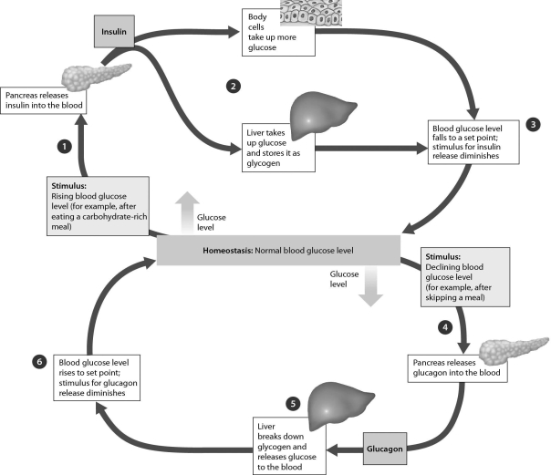Examine the figure below.If blood glucose levels decline,________.   A)  the pancreas releases more glucagon, which causes glucose to be released into the blood B)  the pancreas releases more insulin, which causes glucose to be released into the blood C)  body cells take up more glucose D)  liver cells convert glucose to glycogen