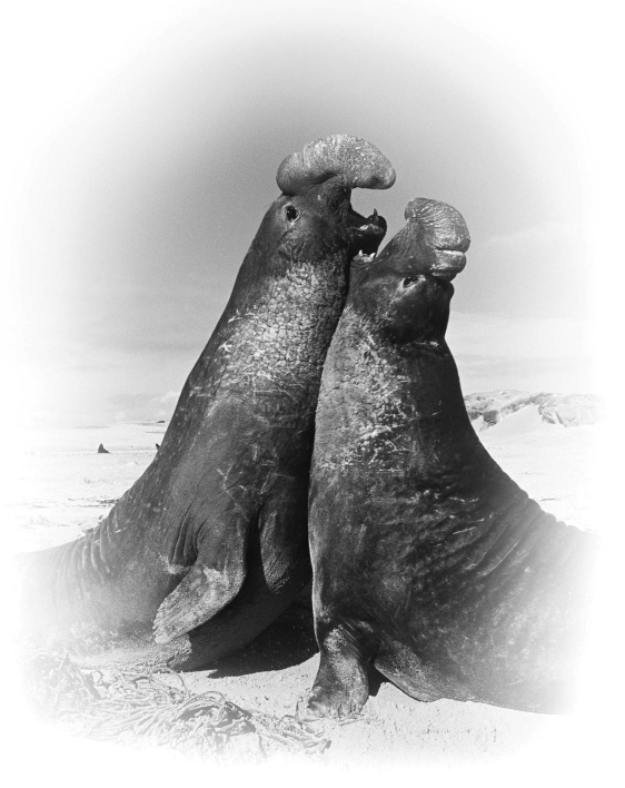 Examine the figure below.The behavior exhibited by these elephant seals is promoted by ________.   A)  growth hormone, which has brought about full body size B)  testosterone, which has brought about sexual maturity C)  calcitonin, which has produced strong bones D)  antagonistic hormones, which cause aggression