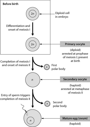 The figure shows oogenesis.What is the function of the polar bodies that are produced during oogenesis? They are a mechanism that allows for ________.   A)  the shedding of excess cytoplasm during the production of a haploid ovum B)  the shedding of excess genetic material during the production of a haploid ovum C)  the shedding of excess mitochondria during the production of a haploid ovum D)  streamlining of the ovum so as to facilitate the penetration of an ovum by a sperm