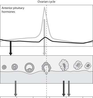 <strong> What does the ovarian cycle image above illustrate?</strong> A) A rise in the level of luteinizing hormone brings about ovulation. B) A rise in the level of estrogen brings about ovulation. C) The endometrium is thinner during the first half of the cycle than during the latter half. D) A corpus luteum is necessary for ovulation.