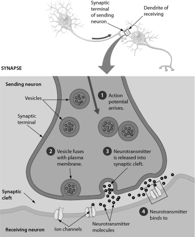 Examine the neurotransmitters in the synapse in the accompanying figure.What might happen to these neurotransmitters after step 4 is complete? The neurotransmitters ________.   A)  are transported back to the sending neuron B)  are transported into the receiving neuron C)  remain in the synaptic cleft D)  trigger an action potential in the sending neuron