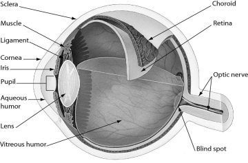 The figure shows the human eye.Which part of the eye gives the eye its color?   A)  sclera B)  iris C)  pupil D)  retina