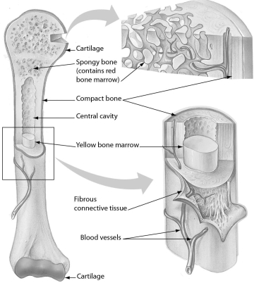 <strong>The figure below shows the structure of an arm bone.Which part of a bone contains stored fat? </strong> A) red bone marrow B) cartilage C) the ends D) yellow bone marrow
