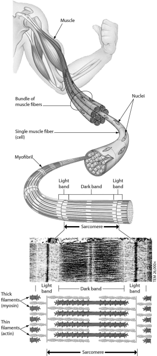 <strong>Examine the structure of a muscle cell in the accompanying figure.Which one of the following statements about muscle structure is TRUE? </strong> A) Each muscle cell has one nucleus. B) Each myofibril consists of many muscle cells. C) Each muscle cell has one sarcomere. D) A sarcomere contains thick and thin filaments.