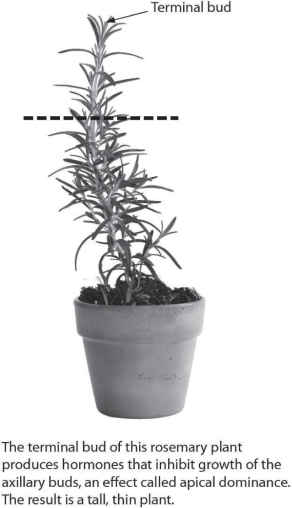 What is the likely effect of pruning a plant at the dotted line?   A)  The plant will grow taller. B)  The plant will grow bushier. C)  The plant will produce flowers. D)  The plant will grow more roots.