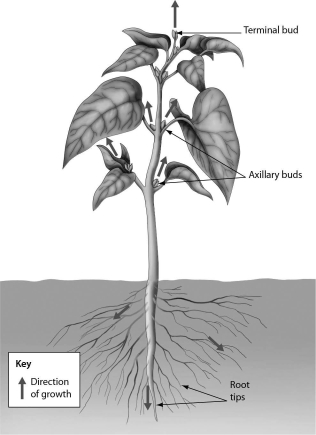 The arrows in the figure below illustrate ________.   A)  germination B)  secondary growth C)  meiosis D)  primary growth