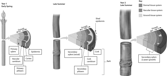 Examine the figure below.Secondary growth involves cell division in the ________.   A)  cork cambium and apical meristem B)  vascular cambium and apical meristem C)  vascular cambium and cork cambium D)  secondary xylem and secondary phloem