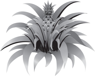 Read the following scenario to answer the following questions.     The pineapple, grown for its sweet fruit, is a tropical monocot with a diploid number of 50. It can live for many years. The plant starts as one short stem with tough leaves. The flowers of the pineapple are located as a cluster at the very top of the stem. After pollination, the single fruit forms from the fusion of the ovaries of the flowers in the cluster. The seeds are located just underneath the surface of the fruit. The pineapple fruit is harvested by cutting at the base of the fruit. After the first fruit is produced, side shoots grow from the main stem, which can go on to produce additional fruits. -The first pineapple on a plant develops from ________,whereas the pineapples from the second harvest of the same plant develop from ________. A)  the terminal bud… the axillary buds B)  the terminal bud… the root caps C)  the axillary bud… the terminal buds D)  primary growth… secondary growth