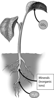 Examine the figure below.Which of the following is the site of carbon dioxide uptake by a plant?   A)  root hairs B)  stomata C)  rhizomes D)  internodes