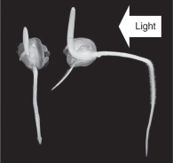 <strong>The figure below shows plants originally grown in the dark,and then a light is added on one side only (arrow).Predict the response of the plants to the addition of the light source.  </strong> A) Auxin becomes concentrated on the lighted side of the plants, and the plants begin to grow toward the light. B) Auxin becomes concentrated on the darker side of the plants, and the plants begin to grow toward the light. C) Auxin becomes concentrated on the lighted side of the plants, and the plants begin to grow away from the light. D) Auxin becomes concentrated on the darker side of the plants, and the plants begin to grow away from the light. <div style=padding-top: 35px> 