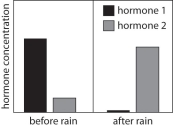 <strong>  A scientist finds seeds of an unknown plant on top of the soil in a desert.She measures the concentration of two hormones in these seeds.After it rains,she collects more of these seeds,and finds that the concentration of the two hormones has changed.A graph of her results is shown above.If the scientist returns to the desert to collect more seeds,a few days later,what should she observe?</strong> A) The seeds that are still in the desert will be dormant. B) The seeds that are still in the desert will be germinating. C) The seeds that are still in the desert will be dead. D) The seeds that are still in the desert will have increased levels of hormones 1 and 2. <div style=padding-top: 35px> 