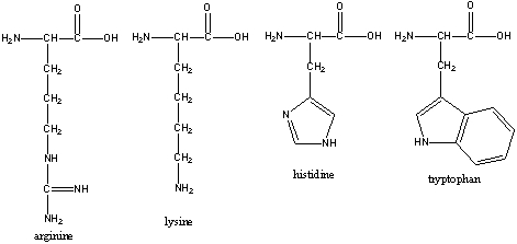 <strong>Trypsin, a digestive enzyme, catalyzes the hydrolysis of the peptide bond at the carboxyl end of which of the following amino acids?  </strong> A) arginine B) lysine C) histidine D) tryptophan E) A & B <div style=padding-top: 35px> 
