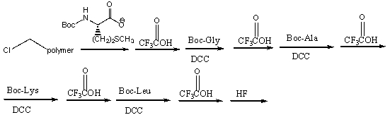 Which of the following is the correct sequence for the pentapeptide that is formed by the following reaction sequence?   A) Leu-Lys-Ala-Gly-Met B) Met-Gly-Ala-Lys-Leu C) Cys- Gly-Ala-Lys-Leu D) none of these