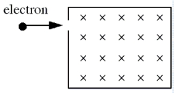 An electron traveling horizontally enters a region where a uniform magnetic field is directed into the plane of the paper as shown.Which one of the following phrases most accurately describes the motion of the electron once it has entered the field?   A) upward and parabolic B) upward and circular C) downward and circular D) upward, along a straight line E) downward and parabolic